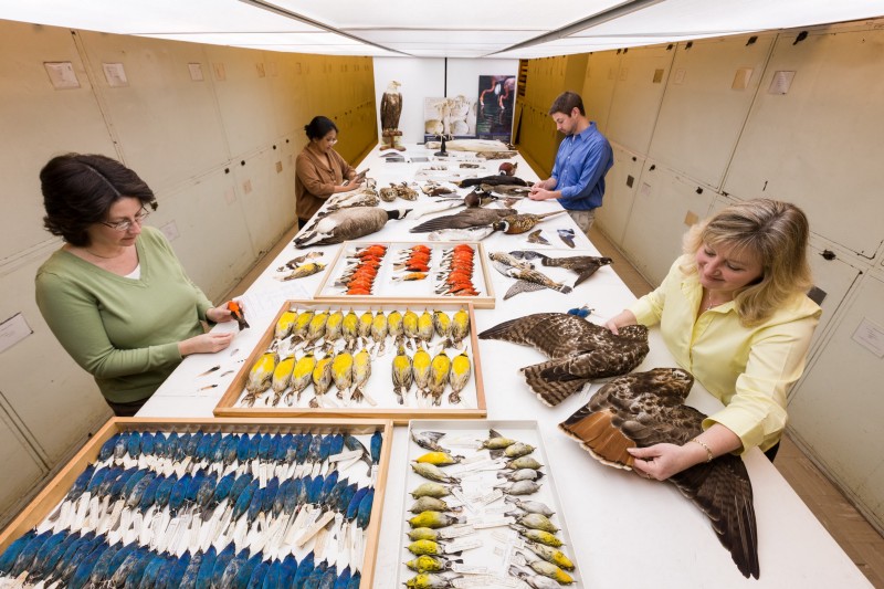 What can we learn from a pile of feathers and snarge?