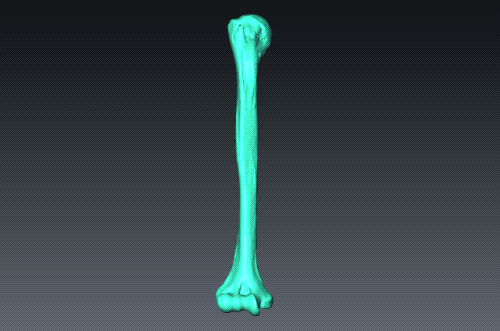 What do the humerus bones of Neolithic women tell us?