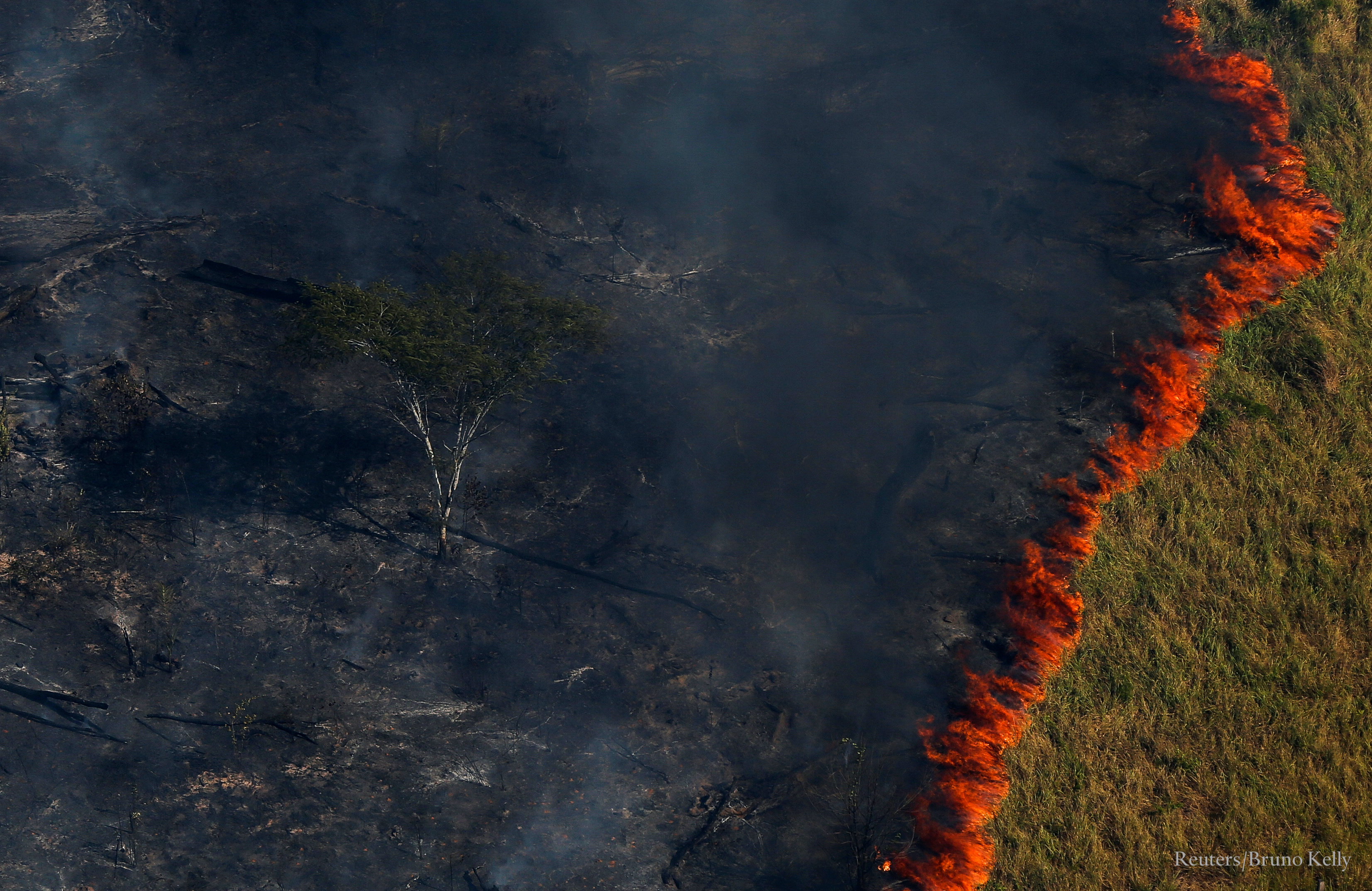 Stopping Deforestation in the Amazon SIMULATION