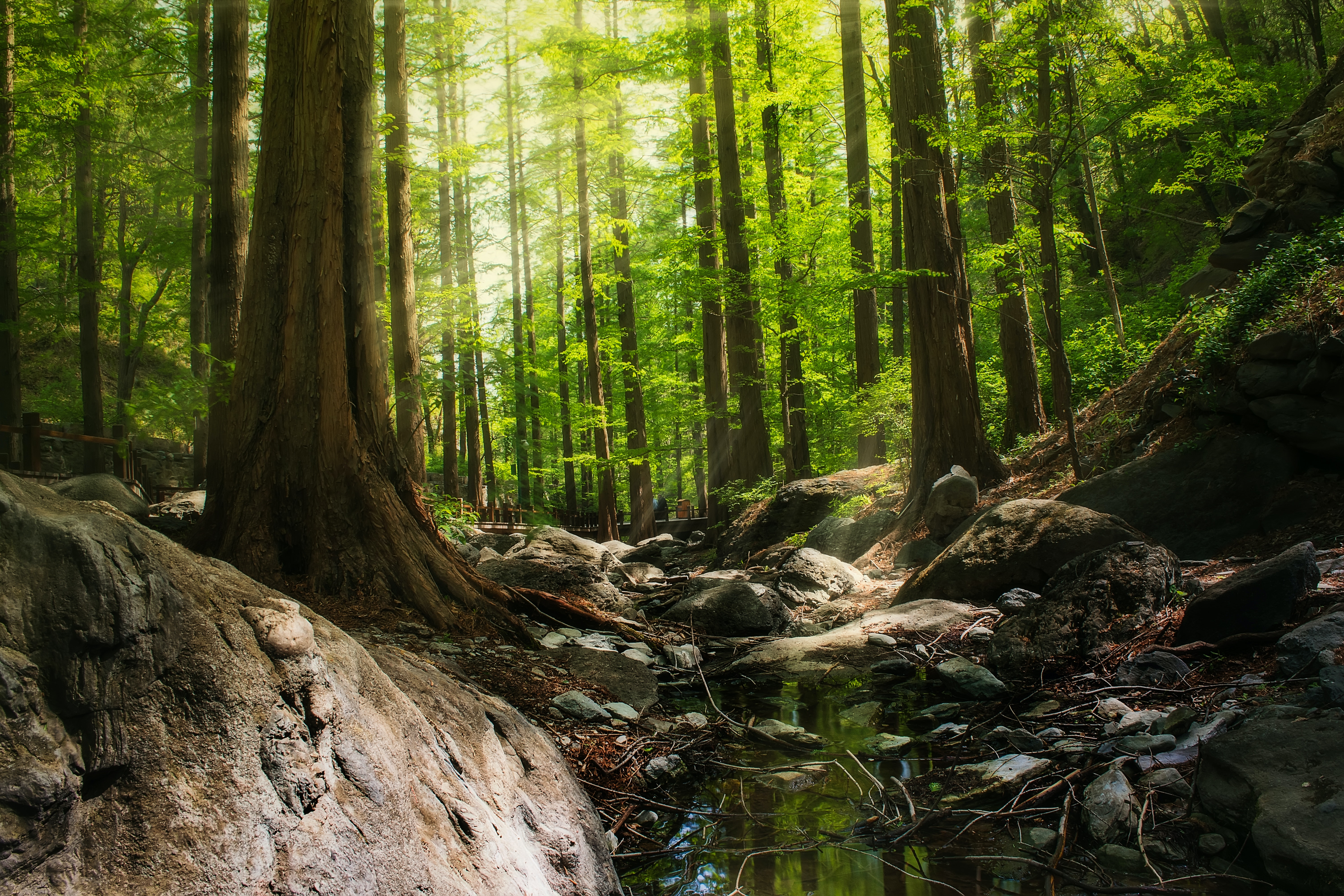 Rainforest Trees: Science, Social Studies, & ELA