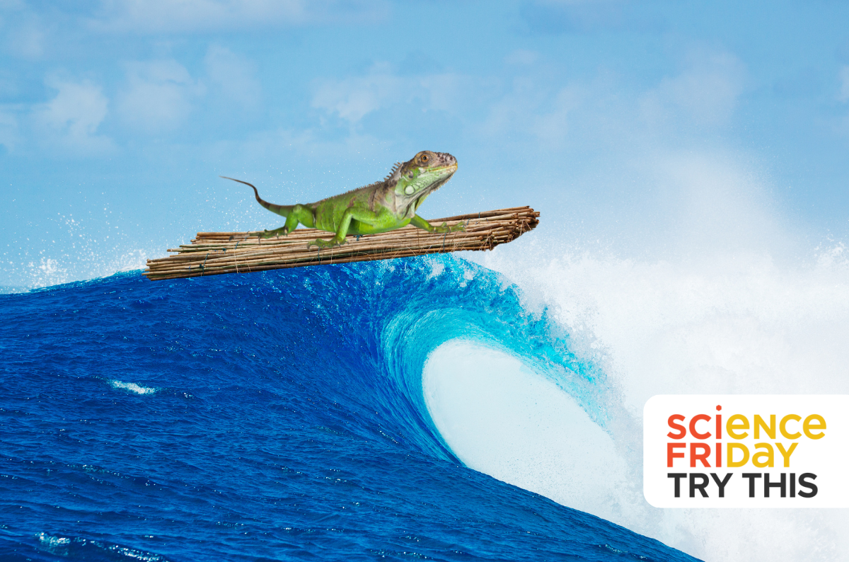 Can Animals Sail Across The Seas?