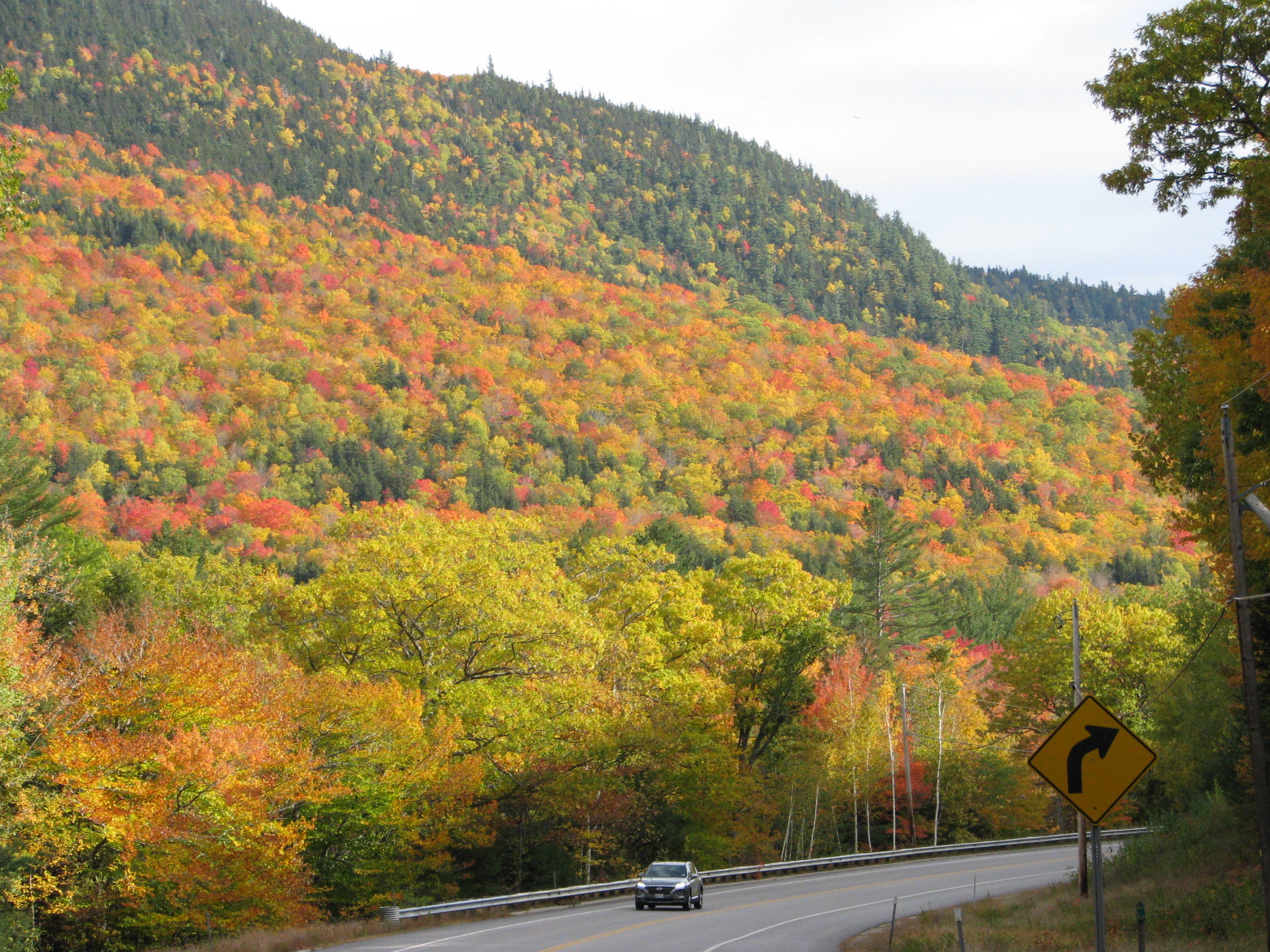 Why Do Leaves Change Color?