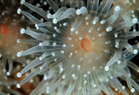 Cnidarians: Life on the Move