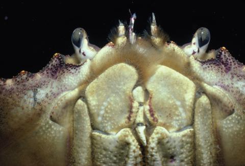 Marine Arthropods: A Successful Design