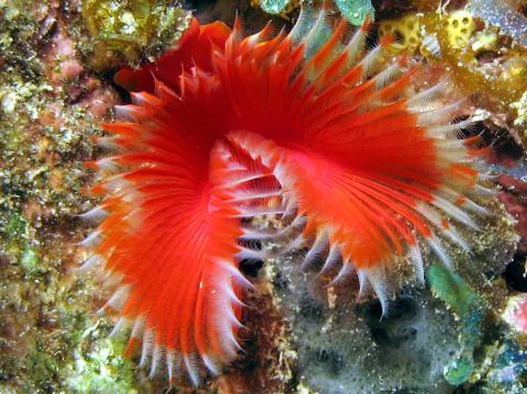 Annelids: Powerful & Capable Worms