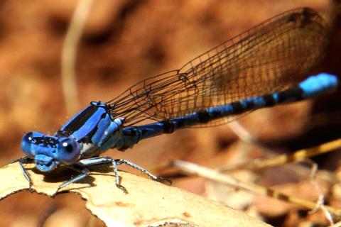 Terrestrial Arthropods: Adaptations & Engineering