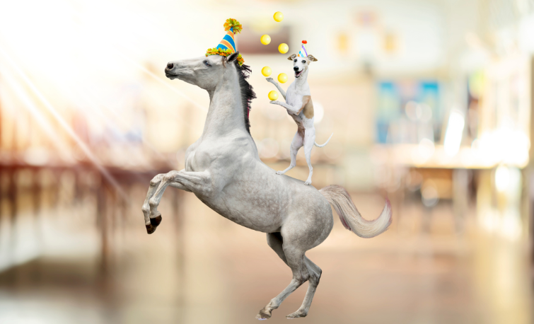 Dog and Pony Show