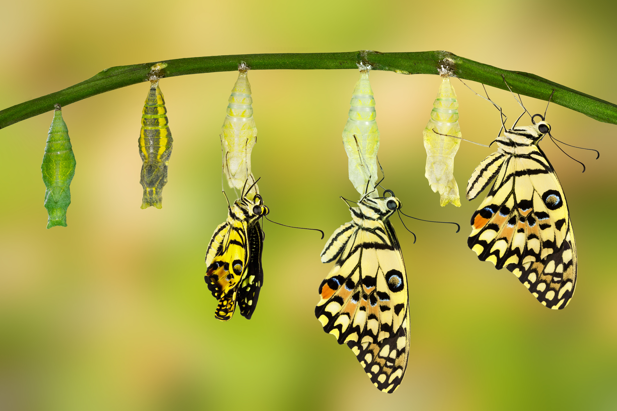Life Cycle of butterfly