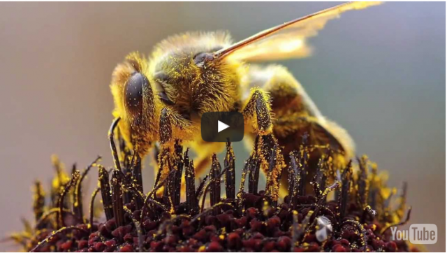 Honey Bee Health