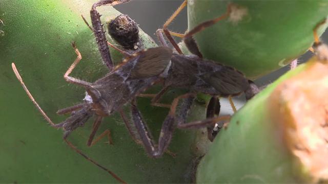 Bug battles