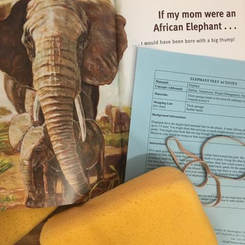 Elephant Feet