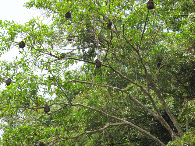 Maya Animals - Quetzal