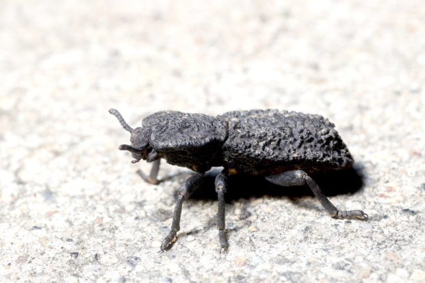 Lesson Plan: Inventing beetle bike helmets