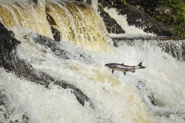 Ecosystem Interdependence: Managing Salmon for Healthy Forests