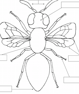 Invent an Insect