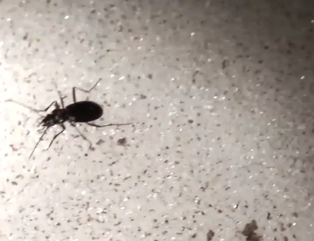 Ice Beetles
