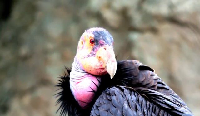 Condor Return