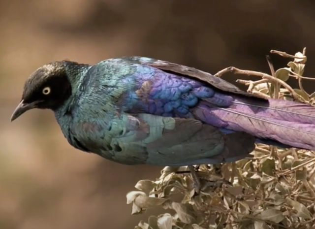 Colorful Dinosaurs?