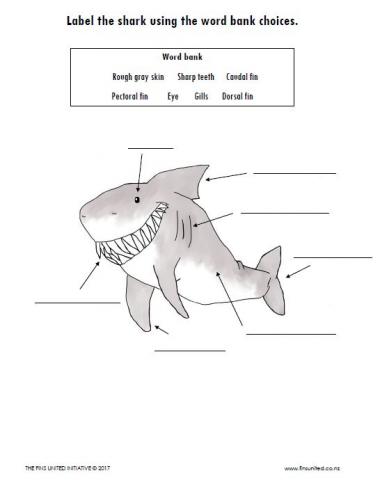 Shark Anatomy Label Worksheet + powerpoint