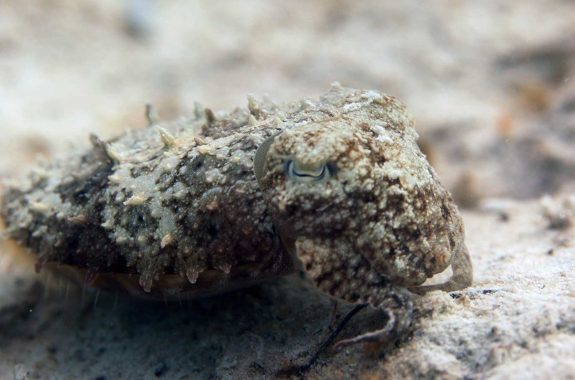 Model The Texture-Changing Structures of Cuttlefish Skin: Papillae