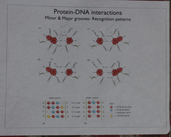 Catch your Breath DNA Paper Model