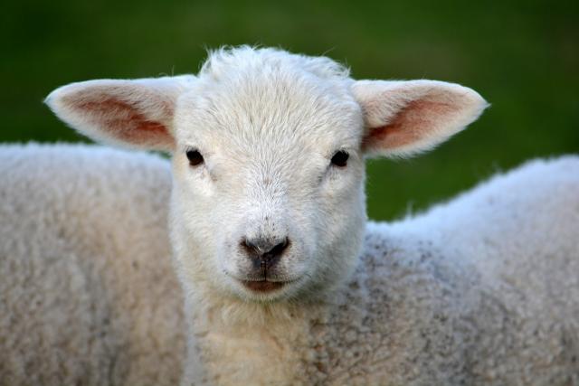 Woody: A Survivor’s Story (Sheep)