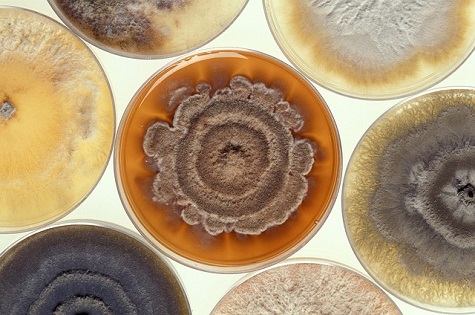 Tips for Investigating Mold in Schools