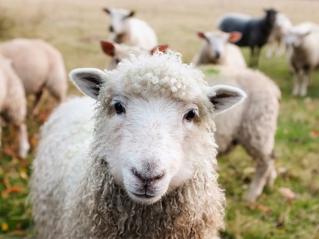 Not Just Part of the Flock!