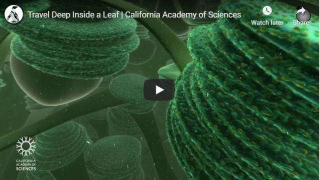 Video: Travel Deep Inside a Leaf